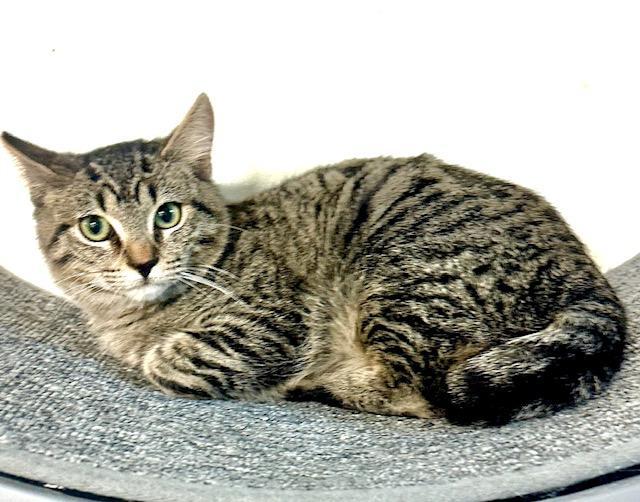 Nino, an adoptable Tabby in West Hills, CA, 91307 | Photo Image 3