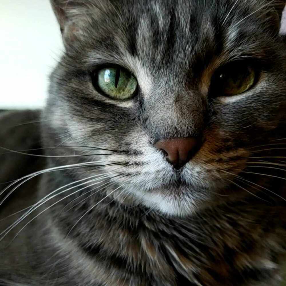 Anja