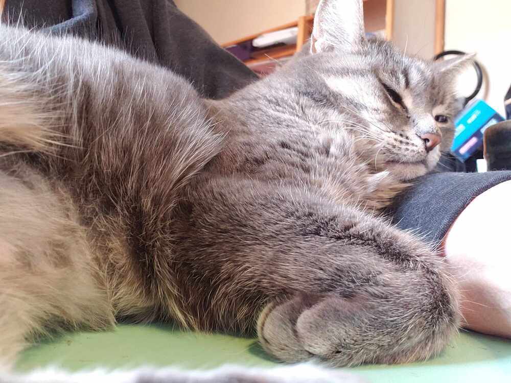 Anja