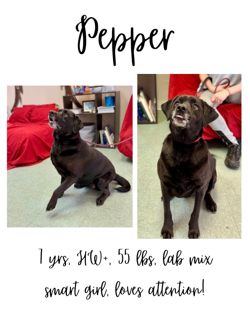 Pepper