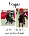 Pepper photo 1
