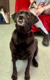 Pepper photo 3