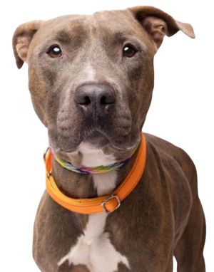 Baloo, Young Male Labrador Retriever
