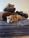 Baloo photo 2