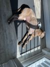 Baloo photo 4