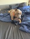 Baloo photo 5