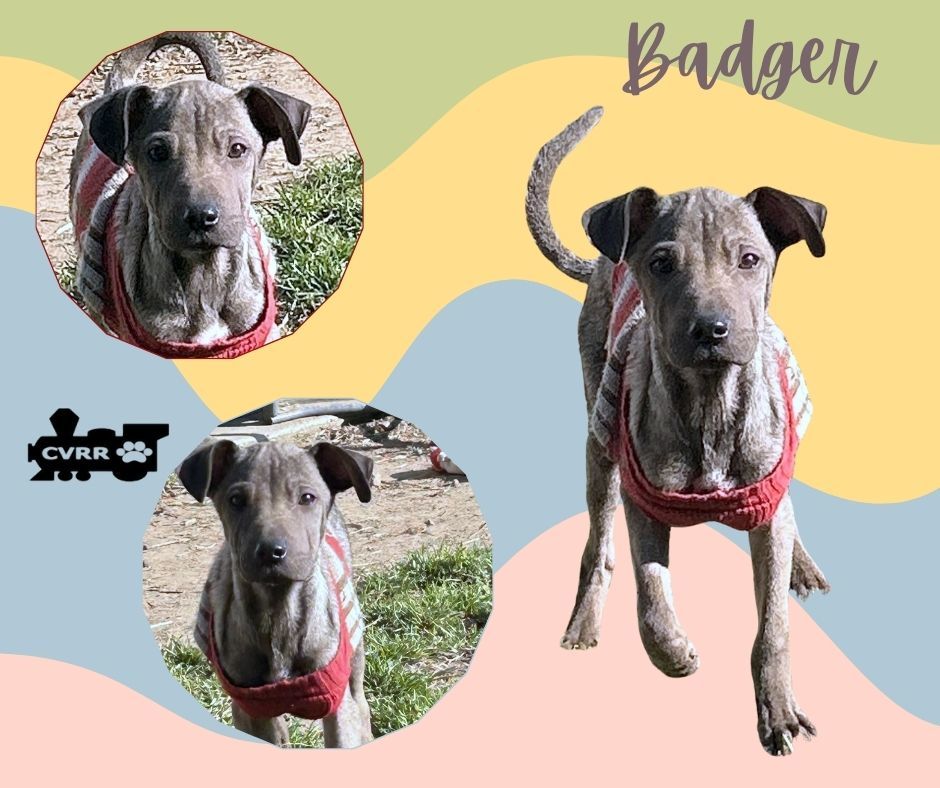 Badger
