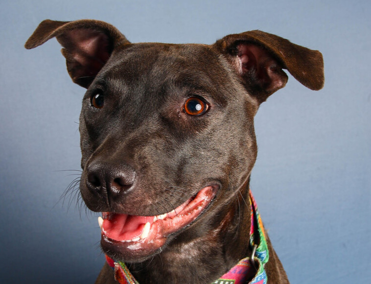 Mocha, an adoptable Pit Bull Terrier in Grand Rapids, MI, 49503 | Photo Image 1