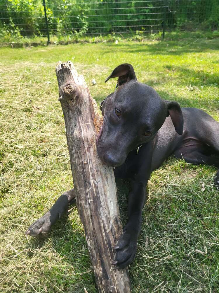 Mocha, an adoptable Pit Bull Terrier in Grand Rapids, MI, 49503 | Photo Image 2