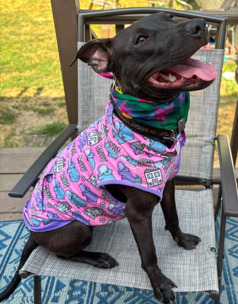 Mocha, an adoptable Pit Bull Terrier in Grand Rapids, MI, 49503 | Photo Image 3