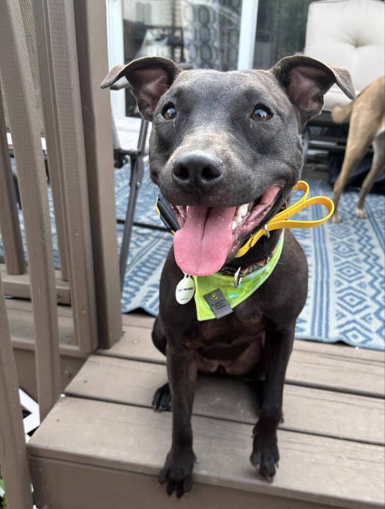 Mocha, an adoptable Pit Bull Terrier in Grand Rapids, MI, 49503 | Photo Image 4