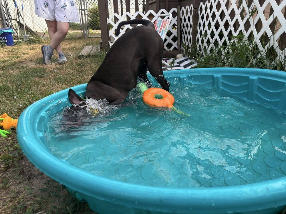 Mocha, an adoptable Pit Bull Terrier in Grand Rapids, MI, 49503 | Photo Image 6