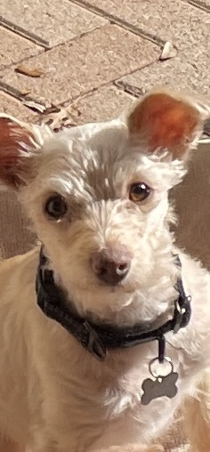 Blue Bell, an adoptable Maltese, Terrier in Richardson, TX, 75085 | Photo Image 1