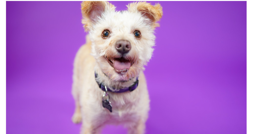 Blue Bell, an adoptable Maltese, Terrier in Richardson, TX, 75085 | Photo Image 1