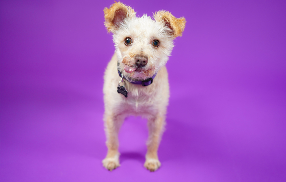 Blue Bell, an adoptable Maltese, Terrier in Richardson, TX, 75085 | Photo Image 2