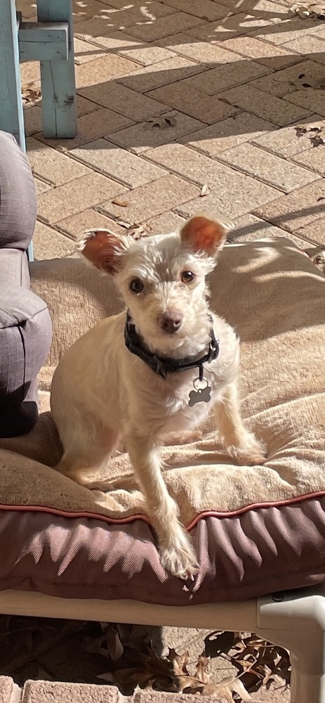 Blue Bell, an adoptable Maltese, Terrier in Richardson, TX, 75085 | Photo Image 3