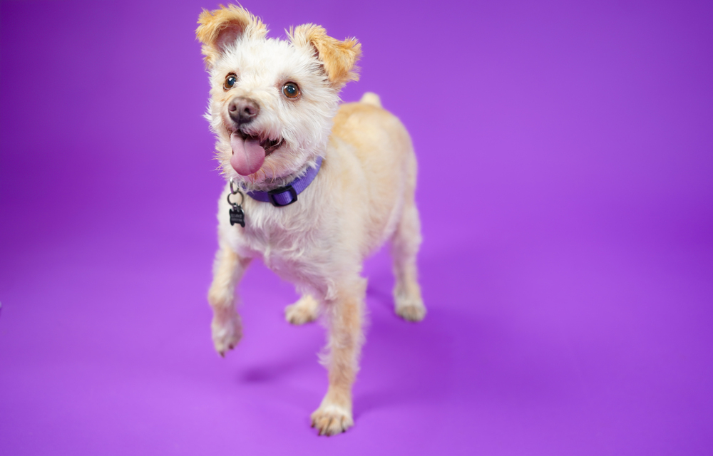 Blue Bell, an adoptable Maltese, Terrier in Richardson, TX, 75085 | Photo Image 3