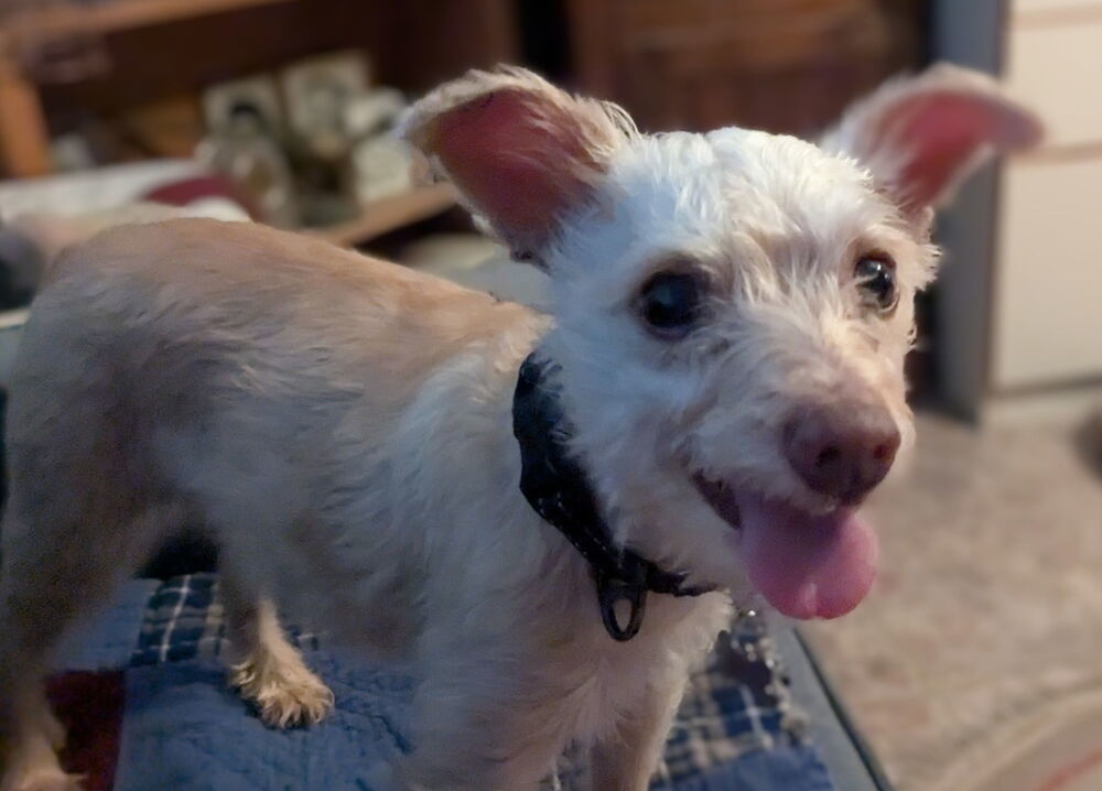 Blue Bell, an adoptable Maltese, Terrier in Richardson, TX, 75085 | Photo Image 4