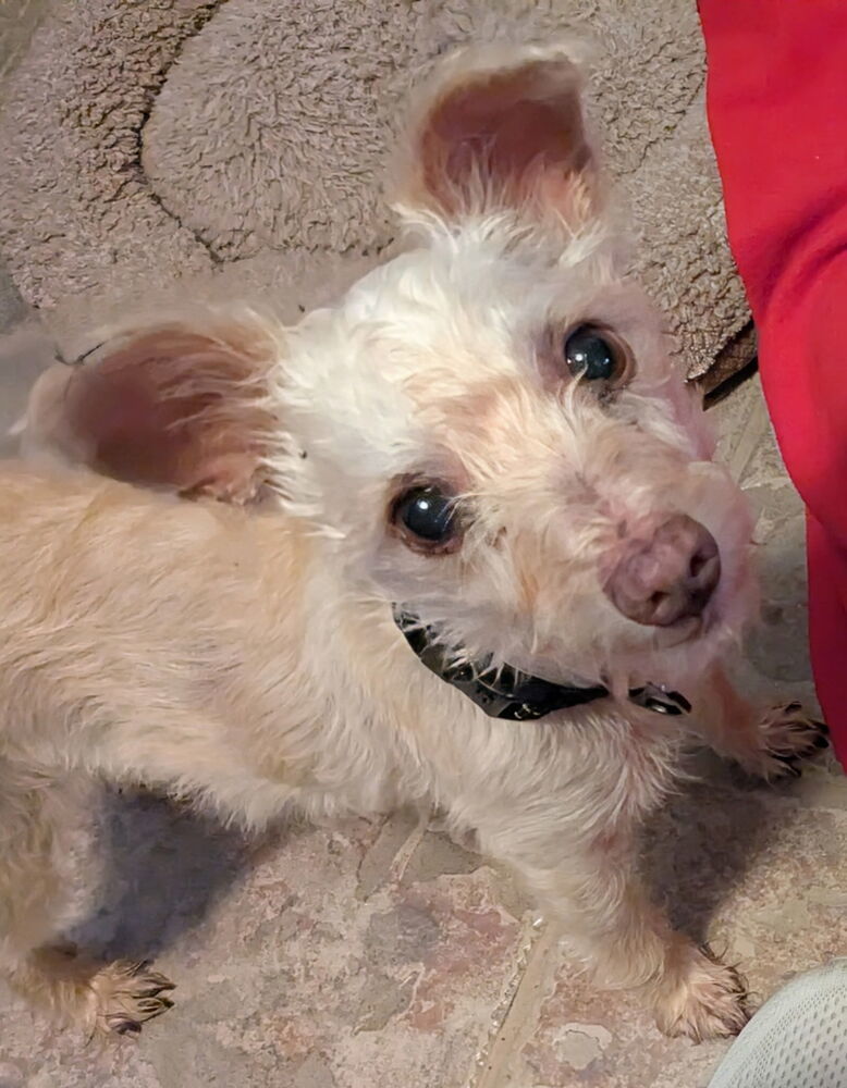 Blue Bell, an adoptable Maltese, Terrier in Richardson, TX, 75085 | Photo Image 4