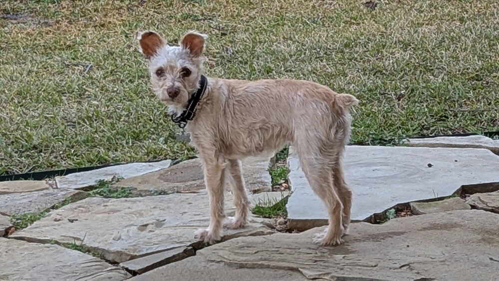 Blue Bell, an adoptable Maltese, Terrier in Richardson, TX, 75085 | Photo Image 5