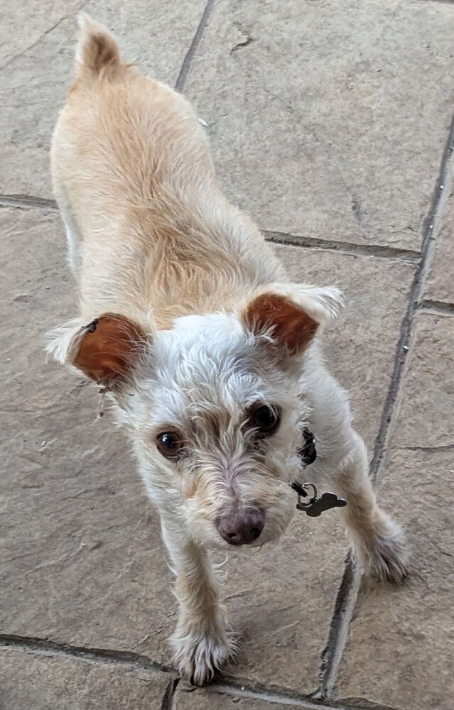 Blue Bell, an adoptable Maltese, Terrier in Richardson, TX, 75085 | Photo Image 6
