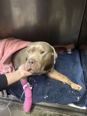Moxie, Adult Female unknown