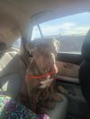 Moxie photo 2