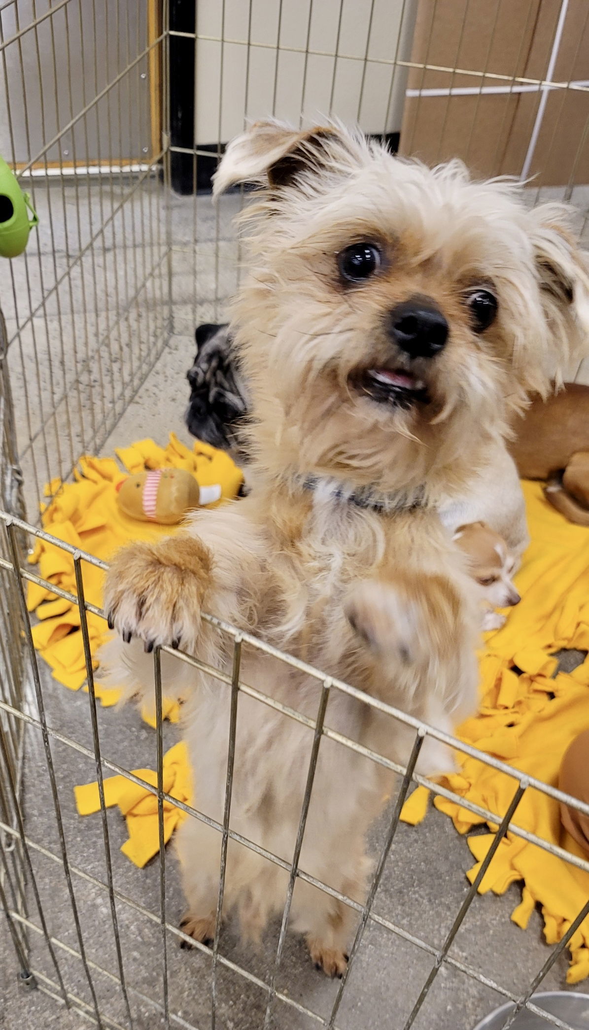 Scrappy