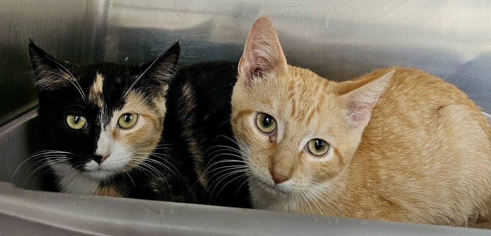 Tinker and Bell Pair