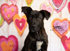 Sammy, Young Male unknown