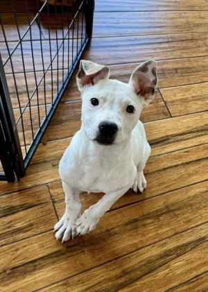 You can fill out an adoption application online on our official websiteSamson GA is a male Pit Bu