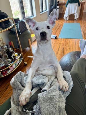 Samson (GA) Pit Bull Terrier Dog