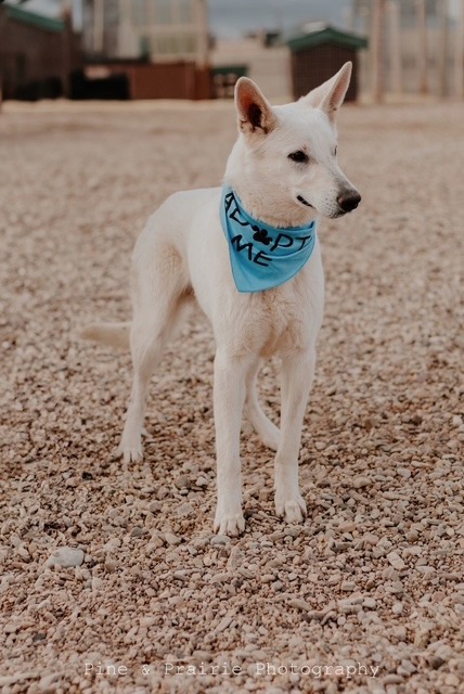 Sargeant, an adoptable German Shepherd Dog in Hot Springs, SD, 57747 | Photo Image 1