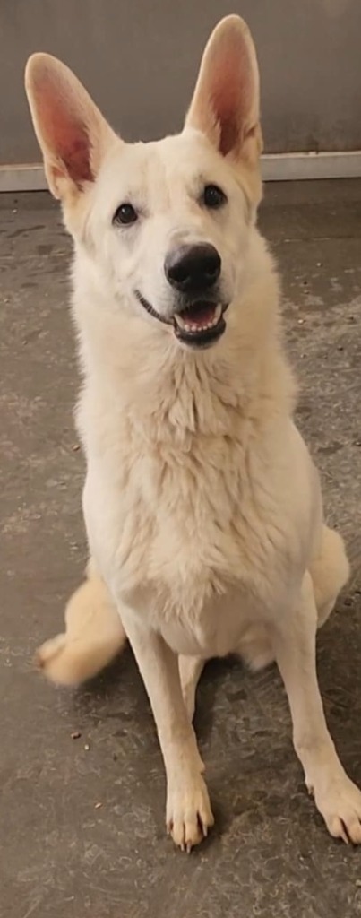 Sargeant, an adoptable German Shepherd Dog in Hot Springs, SD, 57747 | Photo Image 2