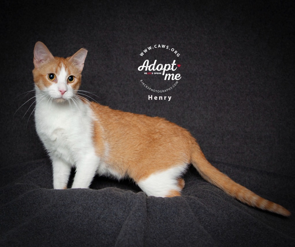Henry, an adoptable Domestic Short Hair in Salt Lake City, UT, 84117 | Photo Image 1