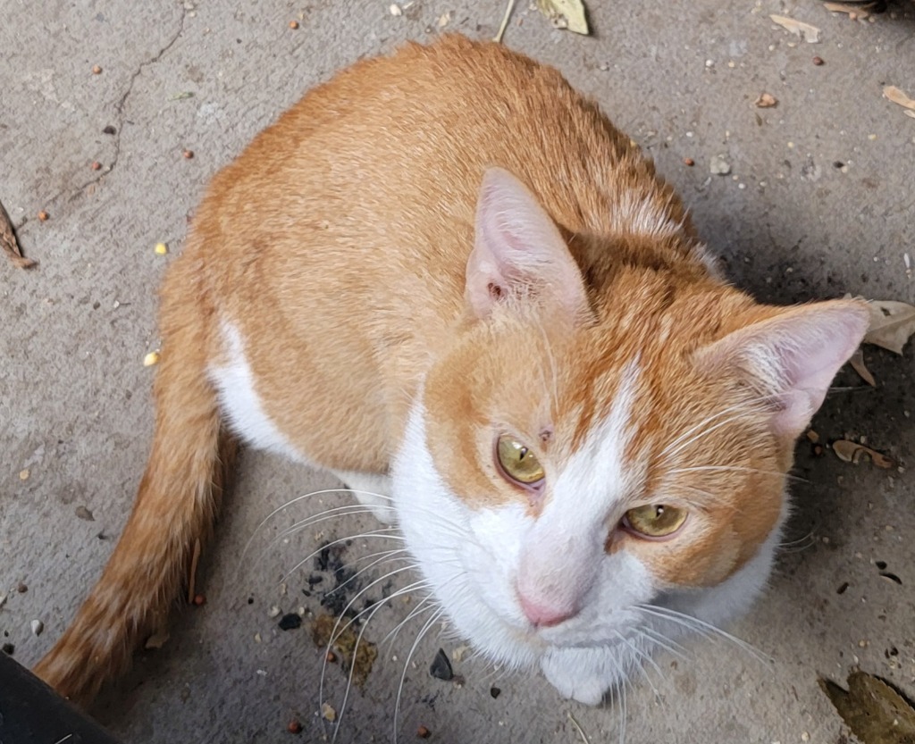 Henry