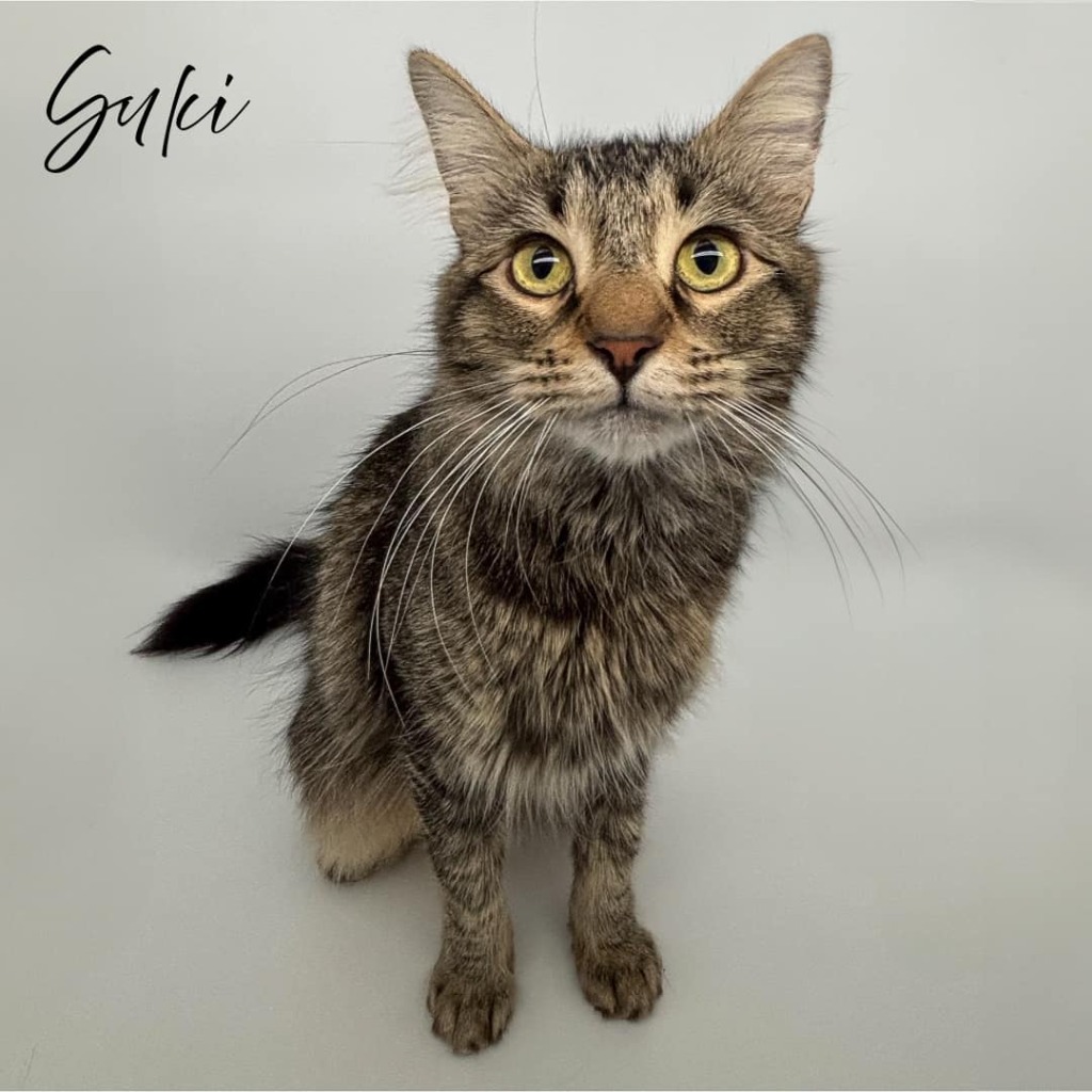 Suki