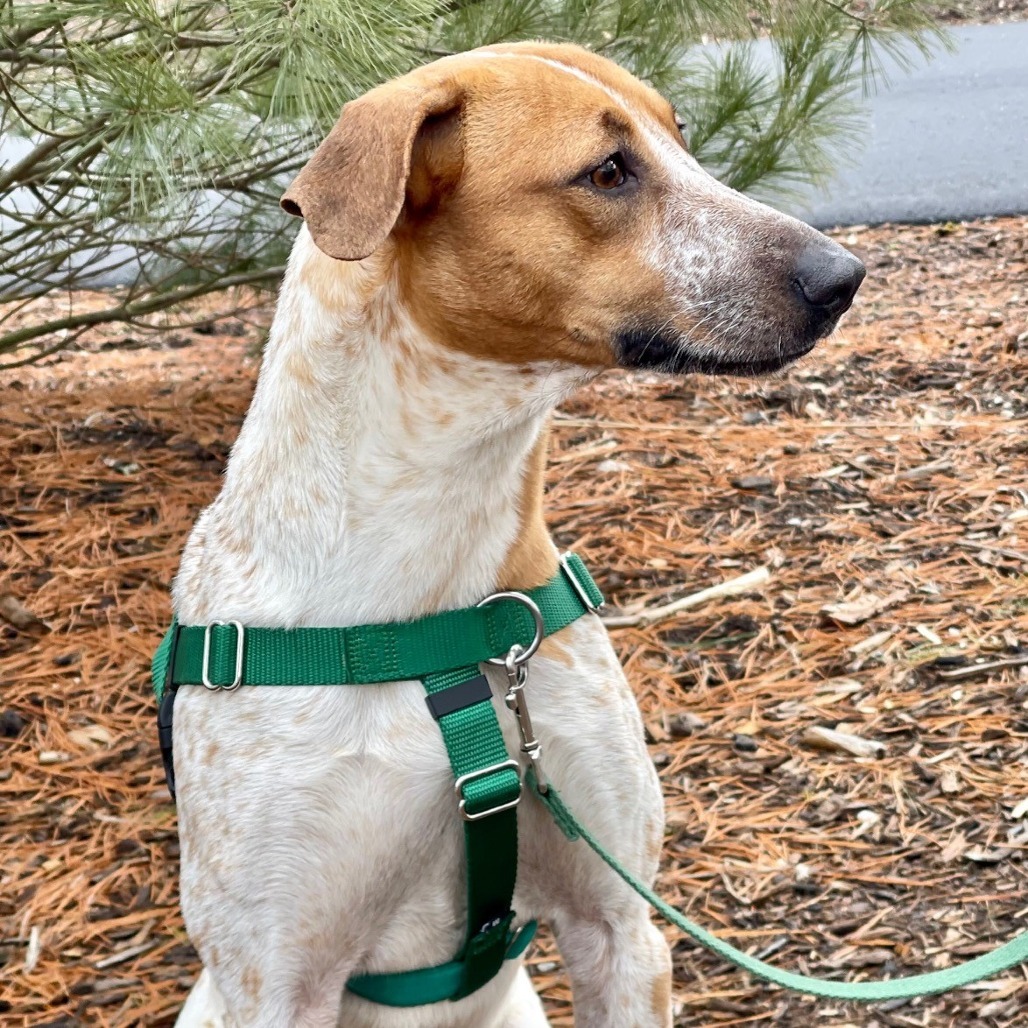Arlo