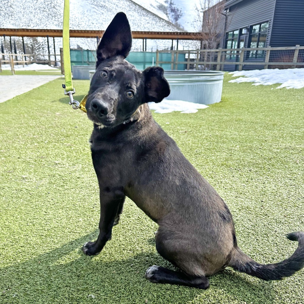 Maui, an adoptable Mixed Breed in Hailey, ID, 83333 | Photo Image 1