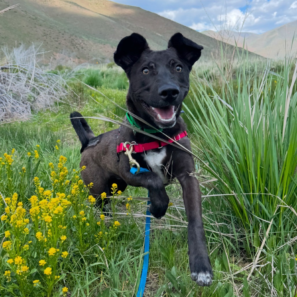 Maui, an adoptable Mixed Breed in Hailey, ID, 83333 | Photo Image 1