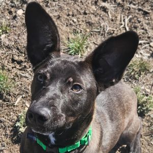 Maui, Young Male Mixed Breed