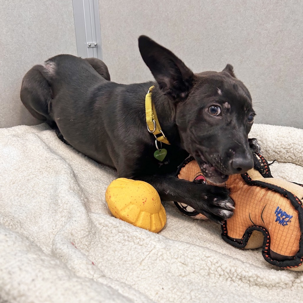 Maui, an adoptable Mixed Breed in Hailey, ID, 83333 | Photo Image 2