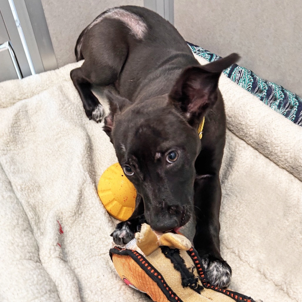 Maui, an adoptable Mixed Breed in Hailey, ID, 83333 | Photo Image 3