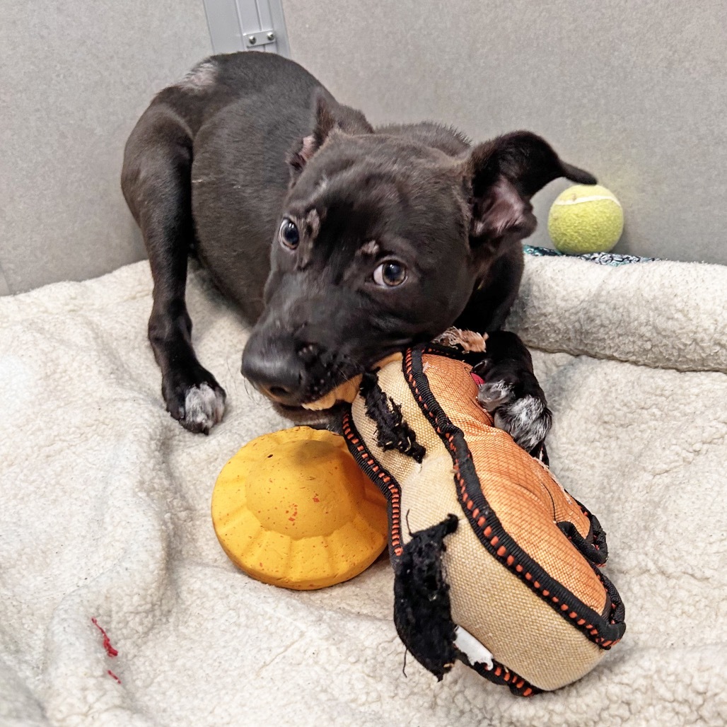 Maui, an adoptable Mixed Breed in Hailey, ID, 83333 | Photo Image 4
