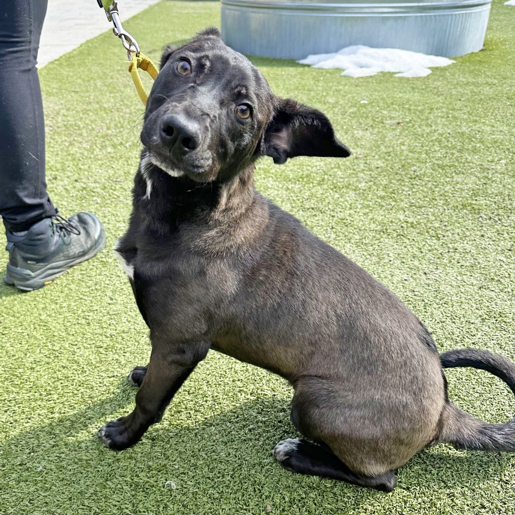 Maui, an adoptable Mixed Breed in Hailey, ID, 83333 | Photo Image 5