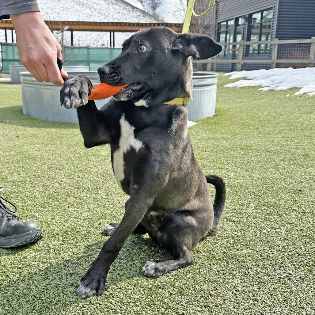 Maui, an adoptable Mixed Breed in Hailey, ID, 83333 | Photo Image 5