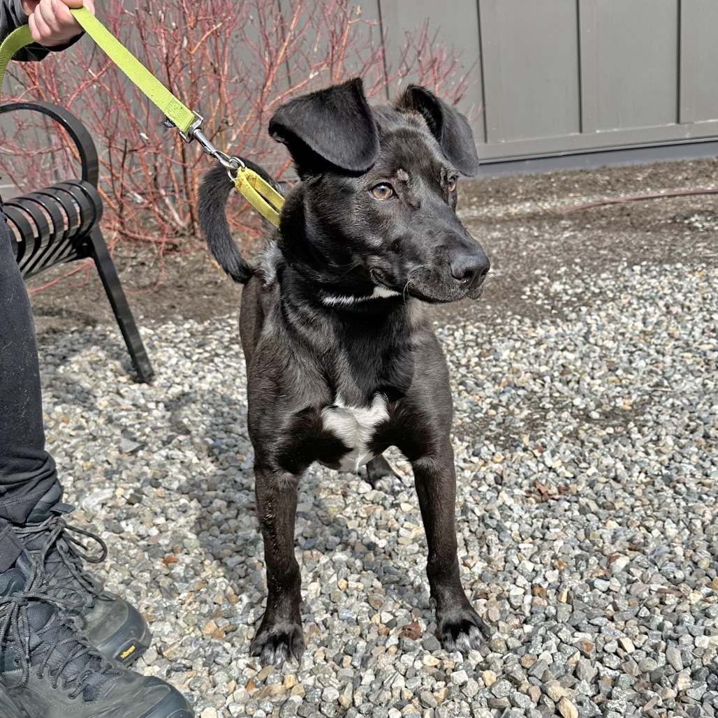 Maui, an adoptable Mixed Breed in Hailey, ID, 83333 | Photo Image 6