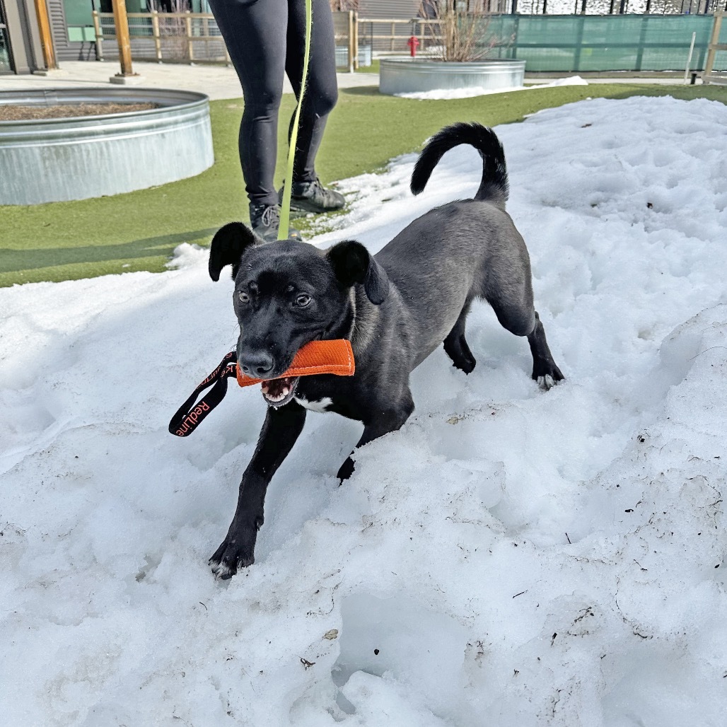 Maui, an adoptable Mixed Breed in Hailey, ID, 83333 | Photo Image 6