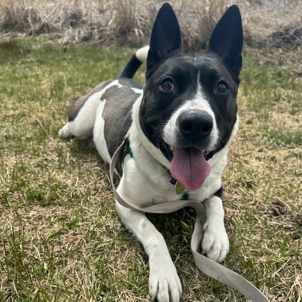 Lelo, an adoptable Mixed Breed in Hailey, ID, 83333 | Photo Image 1