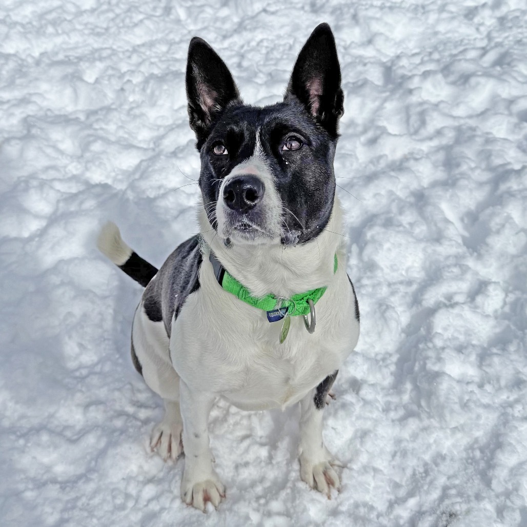 Lelo, an adoptable Mixed Breed in Hailey, ID, 83333 | Photo Image 2